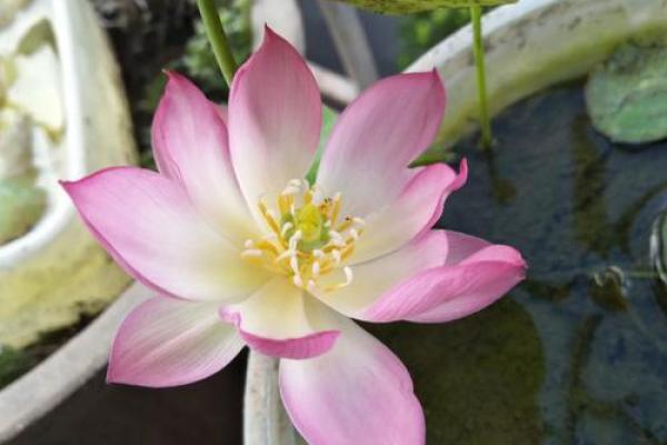 何为过命之交?深入探讨灵魂伴侣的深厚情谊 何为过命之交?深入探讨灵魂伴侣的深厚情谊