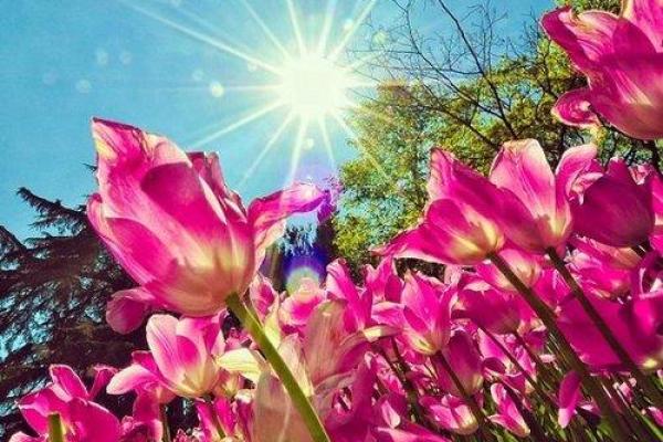 庚辰白蜡金命:缺什么,如何弥补人生的美好与辉煌? 庚辰白蜡金命:缺什么,如何弥补人生的美好与辉煌?