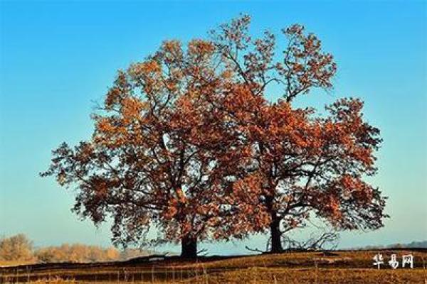 揭示2005年3月14日出生者命运的奥秘与人生轨迹 揭示2005年3月14日出生者命运的奥秘与人生轨迹