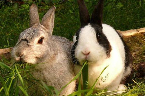 2035年属兔人的命运解析:解读未来生活与性格特点 2035年属兔人的命运解析:解读未来生活与性格特点