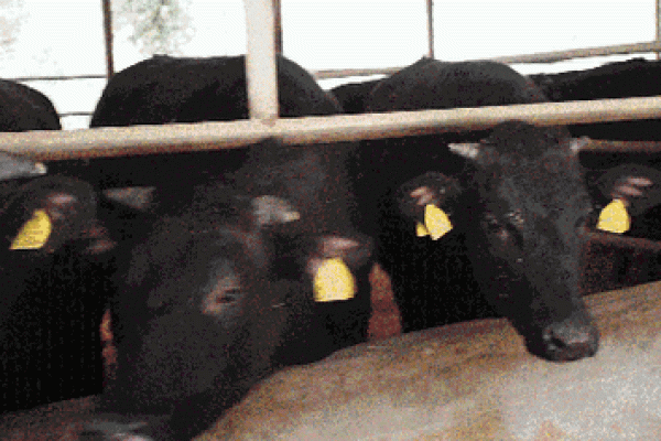 根据命格选择最佳养殖项目,解密致富之道! 根据命格选择最佳养殖项目,解密致富之道!