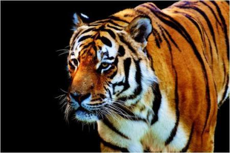 虎年水命适合的颜色解析：助力运势的秘密