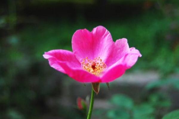 揭开木命人命运的面纱:哪些月份需谨慎对待? 揭开木命人命运的面纱:哪些月份需谨慎对待?