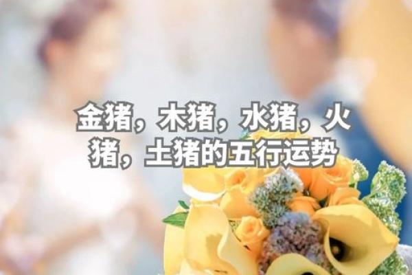 土猪命与金猪命的区别：生肖猪的命理解析与运势探讨