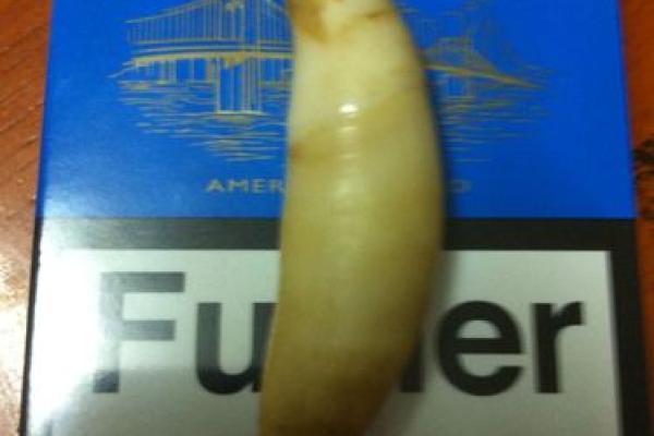 虎牙象征的财富与勇气,揭示命理背后的秘密 虎牙象征的财富与勇气,揭示命理背后的秘密