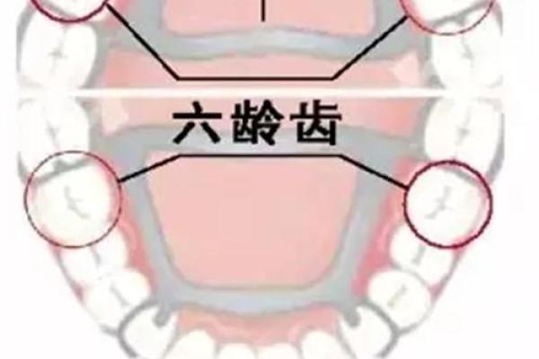 牙齿整齐的人是什么命？从健康到幸福的深度探索！