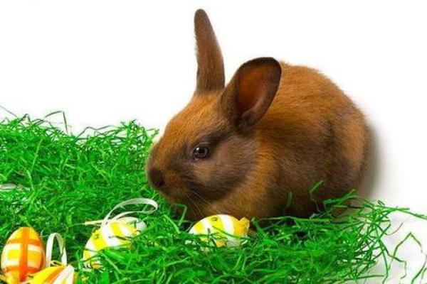 了解87年属兔命运:解析「火兔」的独特个性与运势 了解87年属兔命运:解析「火兔」的独特个性与运势