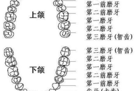 揭秘28颗牙齿的命运与人生：从口腔健康谈运势与幸福