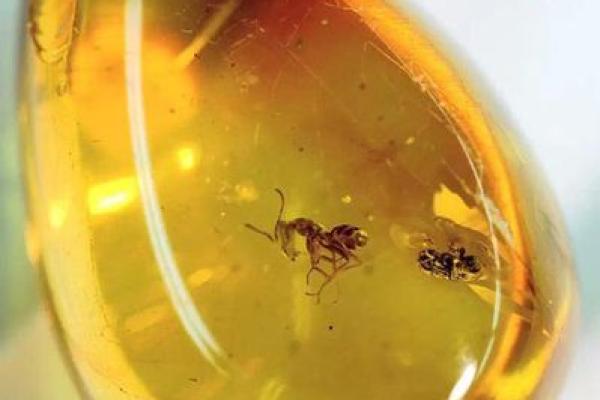 琥珀年命解析:你的幸福与琥珀相伴的秘籍 琥珀年命解析:你的幸福与琥珀相伴的秘籍