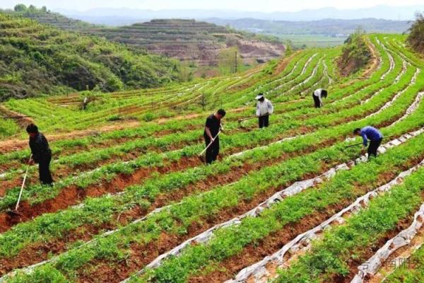 搞种植的人,多数命运如同庄稼,努力耕耘终有回报! 搞种植的人,多数命运如同庄稼,努力耕耘终有回报!