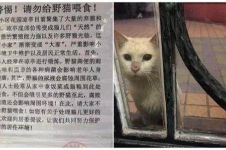 猫命：为何我们愿意为它们倾尽所有的爱与关怀？