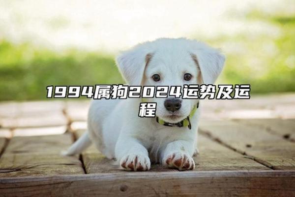 运势与性格：1994年属狗人的命运解析