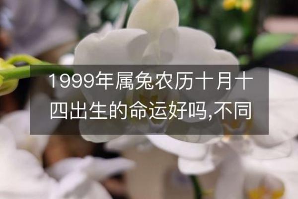 兔年出生的宝宝命运解析：如何选择孩子的生辰八字更好？