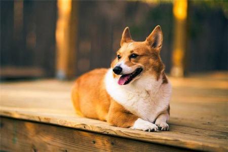 农历2018年属狗命运解析：揭示您的性格与未来机遇