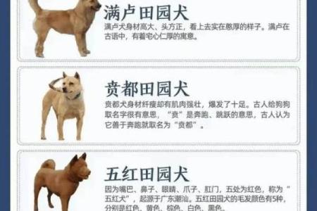 土狗与福命：寻找最有福气的犬种之路