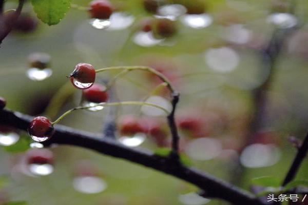 山头火与壬水命的奇妙转变：命理中的奥秘与启示