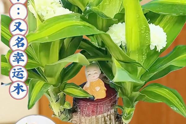 木命家庭适合养哪些植物?提升运势的秘密揭秘! 木命家庭适合养哪些植物?提升运势的秘密揭秘!