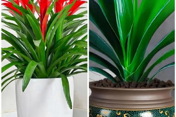 木命家庭适合养哪些植物?提升运势的秘密揭秘! 木命家庭适合养哪些植物?提升运势的秘密揭秘!