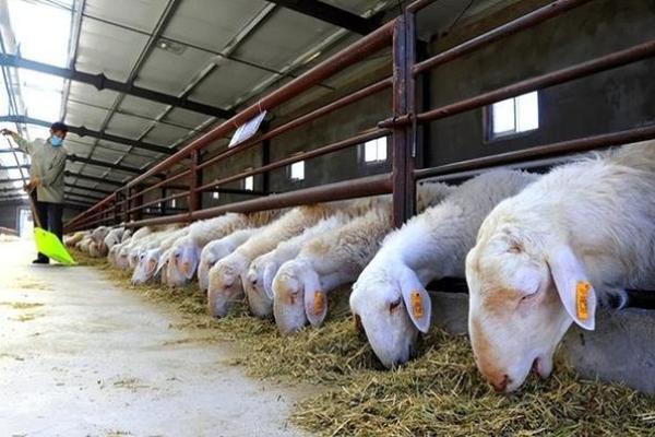 火命羊养殖与植物搭配,助力丰富养殖效益的秘密! 火命羊养殖与植物搭配,助力丰富养殖效益的秘密!