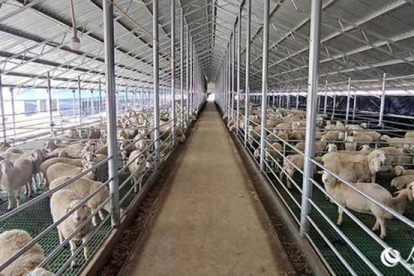 火命羊养殖与植物搭配,助力丰富养殖效益的秘密! 火命羊养殖与植物搭配,助力丰富养殖效益的秘密!