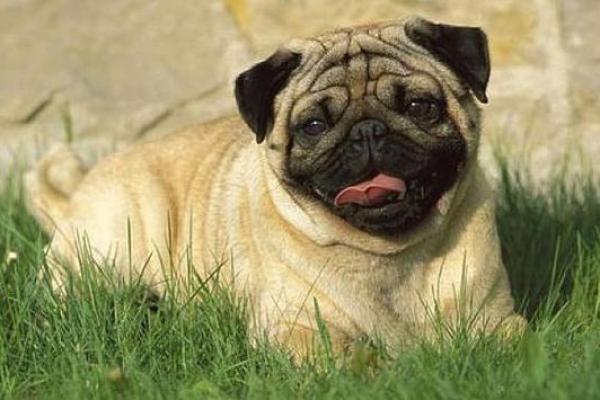 1995年属狗的人命运分析:解读个性与未来机遇 1995年属狗的人命运分析:解读个性与未来机遇