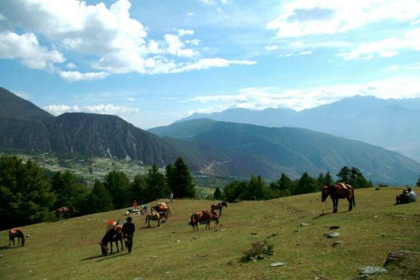 2003年马年命运解析:马儿的智慧与挑战之旅 2003年马年命运解析:马儿的智慧与挑战之旅