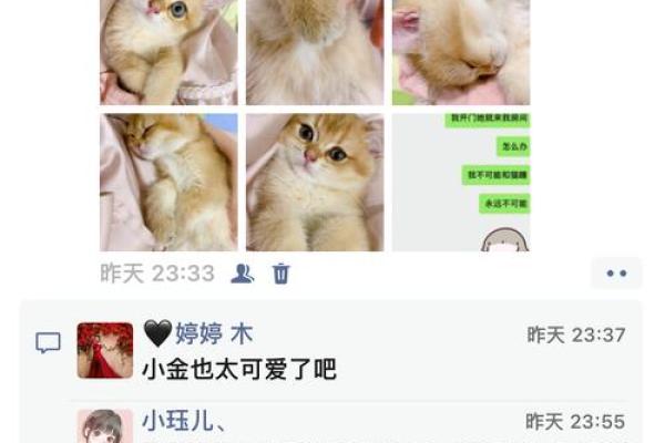 根据命格选择养猫咪的最佳时机与品种指南