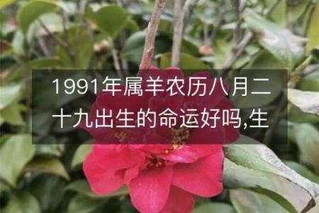 1991年出生的人命运分析与性格特点