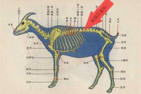 一九七九的羊是什么命？揭示1979年羊儿的命运与性格特征