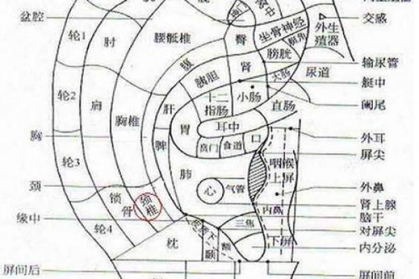 耳朵形状与命运：你知道吗？耳朵竟然能影响人生运势！