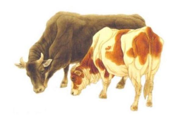 探秘牛马命:生肖背后的深意与影响 探秘牛马命:生肖背后的深意与影响