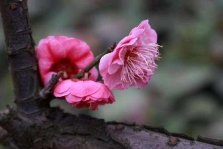 梅香之命：揭示命理中的梅花运势与性格秘密