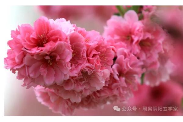 火命客厅的花卉摆放:提升运势与美感的完美结合 火命客厅的花卉摆放:提升运势与美感的完美结合