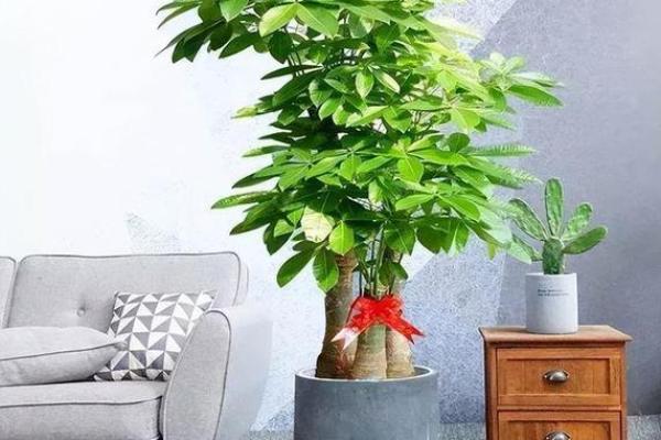 火命客厅的花卉摆放:提升运势与美感的完美结合 火命客厅的花卉摆放:提升运势与美感的完美结合