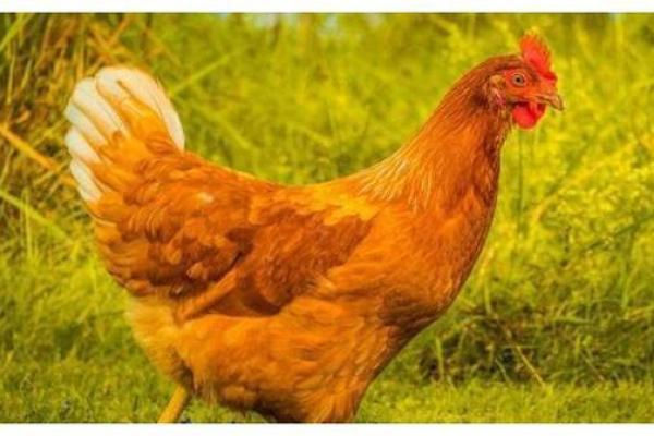 金鸡命的人——揭秘发财的最佳年龄段与秘诀 金鸡命的人——揭秘发财的最佳年龄段与秘诀