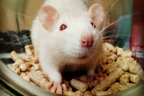 探索2008年出生的老鼠：火命的神秘与魅力