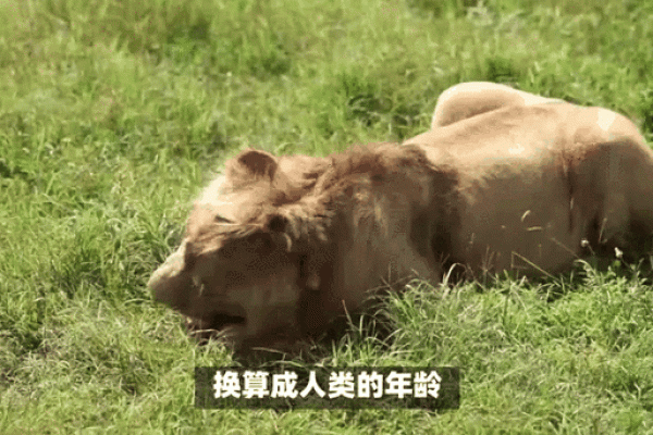 海洋之王:揭秘海洋动物的寿命之谜 海洋之王:揭秘海洋动物的寿命之谜