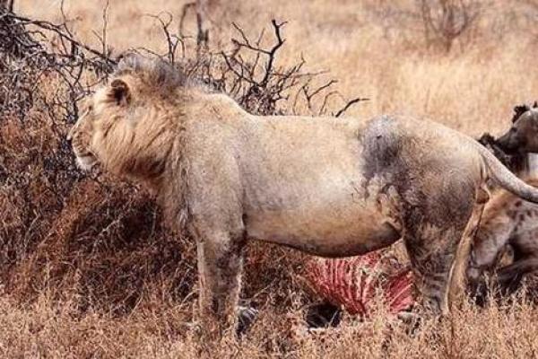 当动物界的唯钱之王：揭秘钱鼠的故事与象征意义