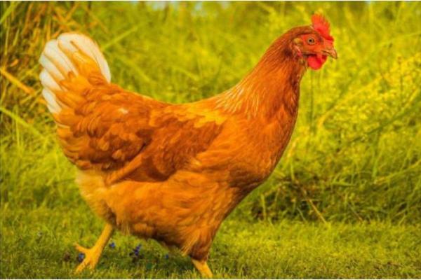 揭秘老板命人的生肖特征，职场成功的秘密武器！