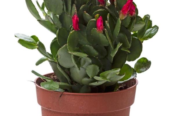 白蜡金命的花卉推荐：与金相生的花朵之美