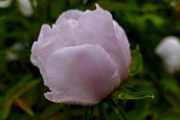 白蜡金命的花卉推荐：与金相生的花朵之美