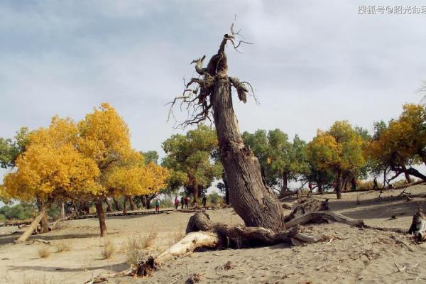 癸酉年男人命理解读：揭秘属于你的命运之路！