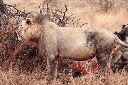 当动物界的唯钱之王：揭秘钱鼠的故事与象征意义