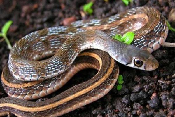 揭秘天生鬼命：那些生肖的命运与生存之道