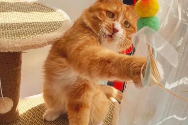 1992年属猴的命理解析：智慧与活力并存的灵动人生