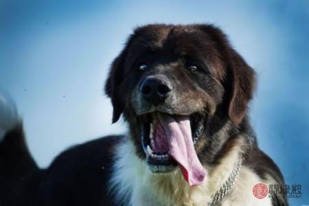 1994年出生的你，命运与性格的深度解析