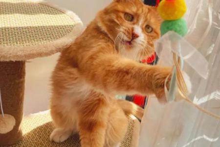 1992年属猴的命理解析：智慧与活力并存的灵动人生