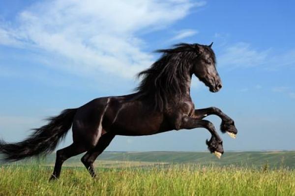 2021年马命之旅:探寻属马人的性格特点与命运走向 2021年马命之旅:探寻属马人的性格特点与命运走向