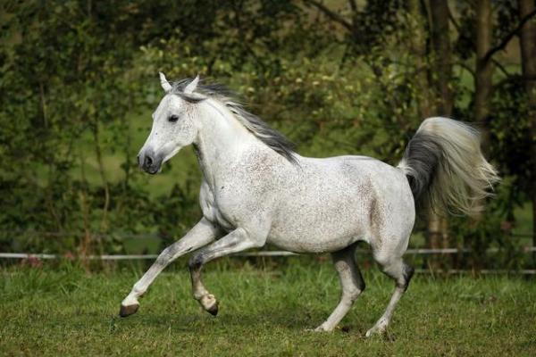 2021年马命之旅:探寻属马人的性格特点与命运走向 2021年马命之旅:探寻属马人的性格特点与命运走向