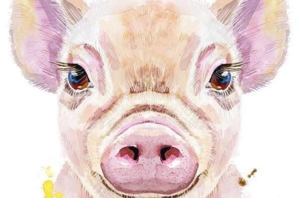 1991年属猪人的命理解析：善良与财富的双重象征